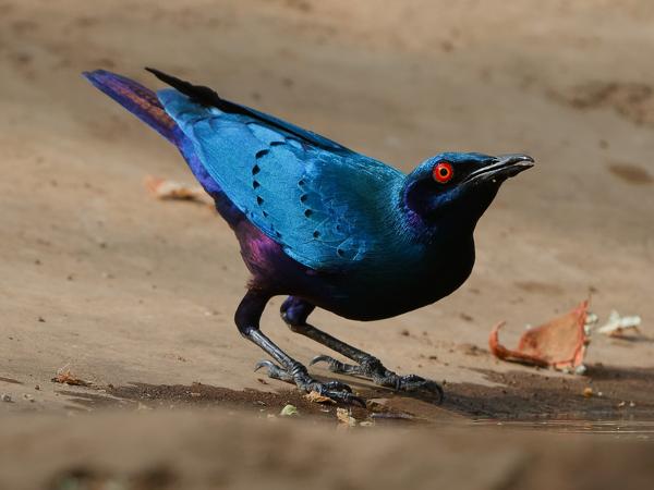 <h3><a href="/trips/gambia/biota/animalia/chordata/aves/040 passeriformes/105 sturnidae/lamprotornis chalcurus/lamprotornis chalcurus-nl.html">Lamprotornis&nbsp;chalcurus</a> / Bronze‑tailed&nbsp;starling / Bronsstaartglansspreeuw</h3>OM-1 Mark II met OLYMPUS M.150-400mm F4.5 TC, 1/2000 sec  bij F5.6, ISO 1250, afstand 6.3&nbsp;m
